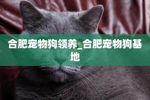 合肥寵物狗領養_合肥寵物狗基地