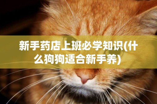 新手藥店上班必學知識(什么狗狗適合新手養) 