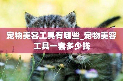 寵物美容工具有哪些_寵物美容工具一套多少錢