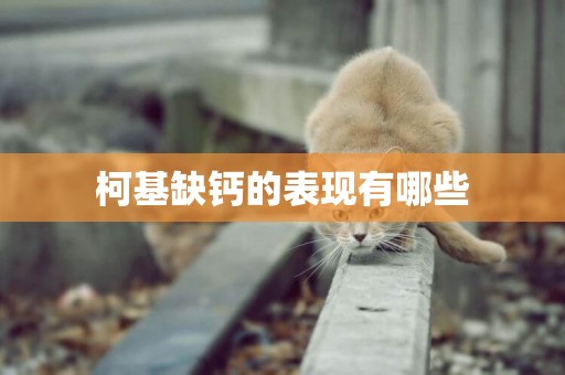 柯基缺鈣的表現有哪些
