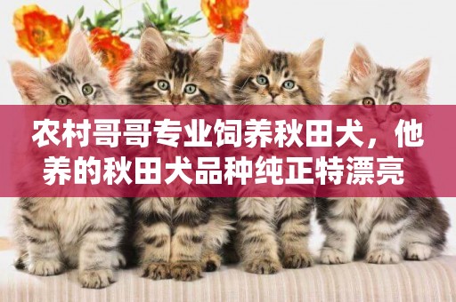 農村哥哥專業飼養秋田犬，他養的秋田犬品種純正特漂亮 