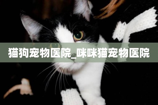 貓狗寵物醫院_咪咪貓寵物醫院