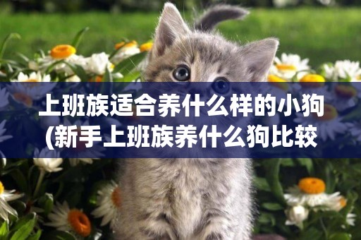 上班族適合養什么樣的小狗(新手上班族養什么狗比較好) 