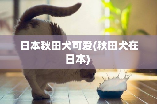 日本秋田犬可愛(秋田犬在日本) 