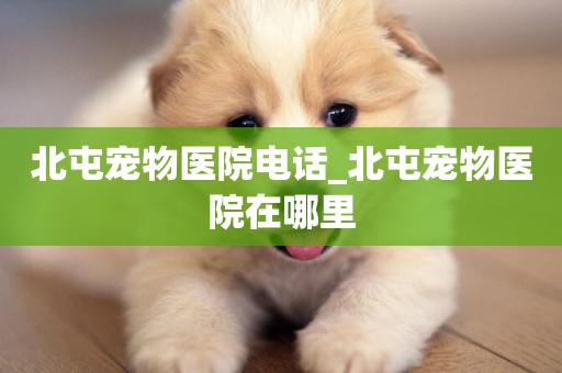 北屯寵物醫院電話_北屯寵物醫院在哪里