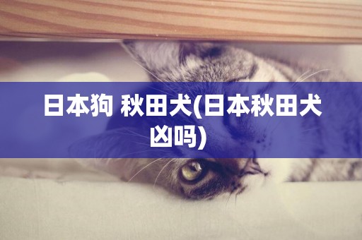 日本狗 秋田犬(日本秋田犬兇嗎) 