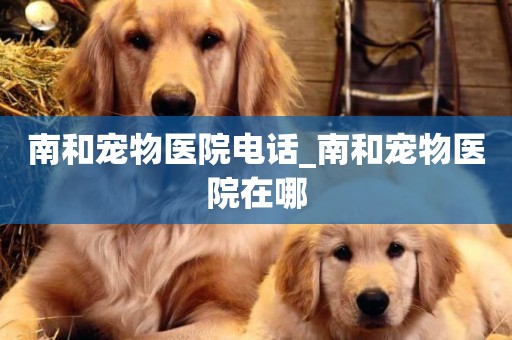 南和寵物醫院電話_南和寵物醫院在哪