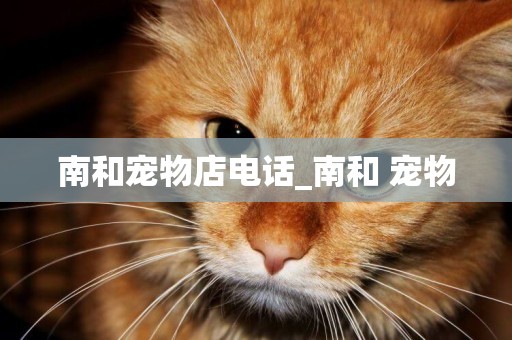 南和寵物店電話_南和 寵物