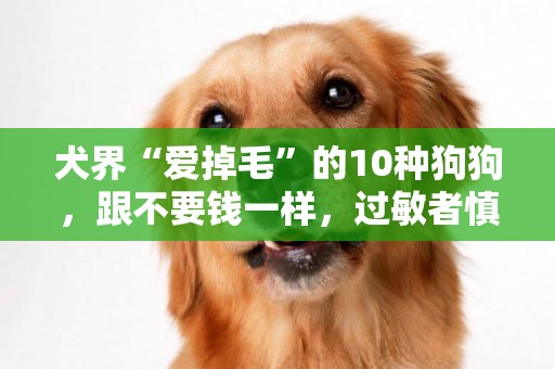 犬界“愛掉毛”的10種狗狗，跟不要錢一樣，過敏者慎養！ 