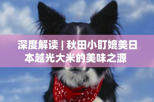 深度解讀 | 秋田小盯媲美日本越光大米的美味之源 