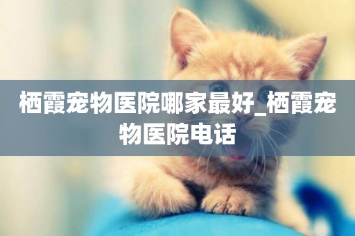 棲霞寵物醫院哪家最好_棲霞寵物醫院電話