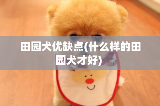 田園犬優缺點(什么樣的田園犬才好) 