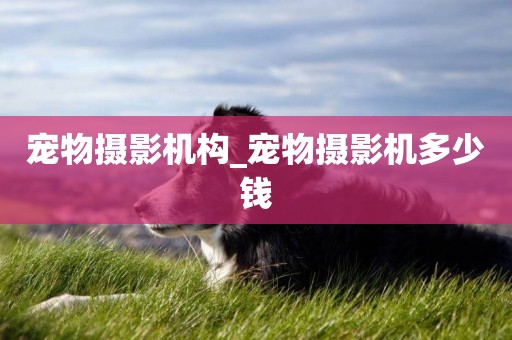 寵物攝影機構_寵物攝影機多少錢