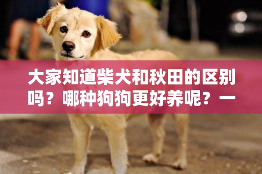 大家知道柴犬和秋田的區別嗎？哪種狗狗更好養呢？一定不要錯過！ 