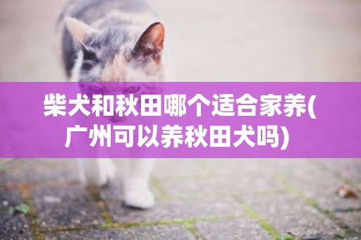 柴犬和秋田哪個適合家養(廣州可以養秋田犬嗎) 