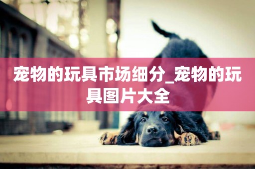 寵物的玩具市場細分_寵物的玩具圖片大全