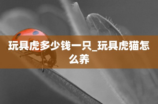 玩具虎多少錢一只_玩具虎貓怎么養