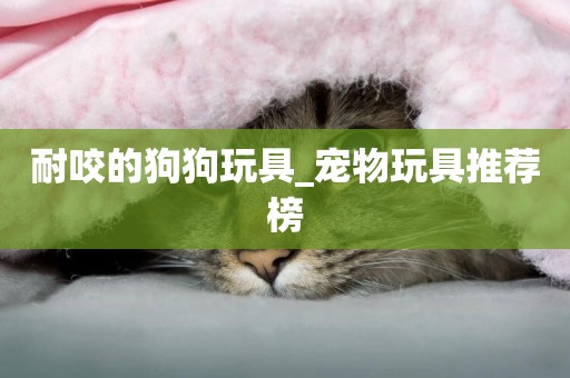 耐咬的狗狗玩具_寵物玩具推薦榜