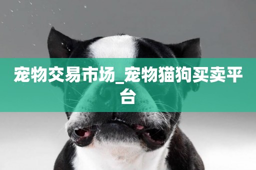 寵物交易市場_寵物貓狗買賣平臺