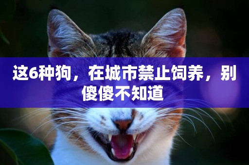 這6種狗，在城市禁止飼養，別傻傻不知道 