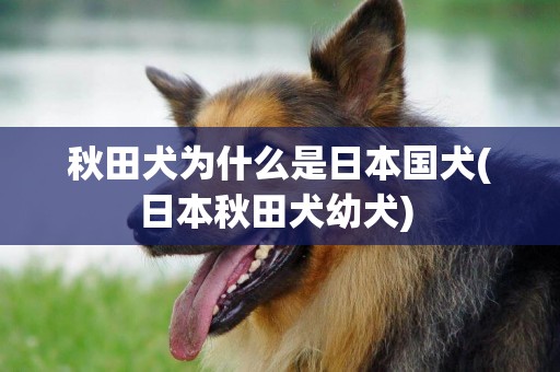 秋田犬為什么是日本國犬(日本秋田犬幼犬) 