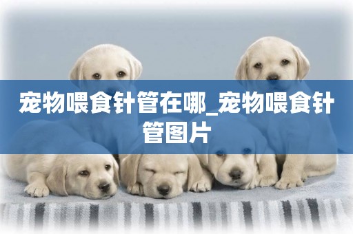 寵物喂食針管在哪_寵物喂食針管圖片