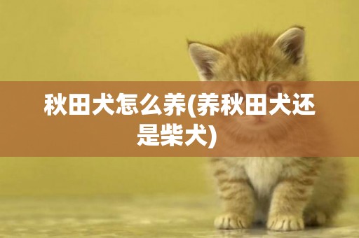 秋田犬怎么養(養秋田犬還是柴犬) 