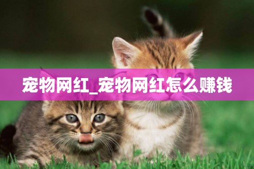 寵物網紅_寵物網紅怎么賺錢