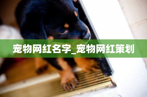 寵物網紅名字_寵物網紅策劃