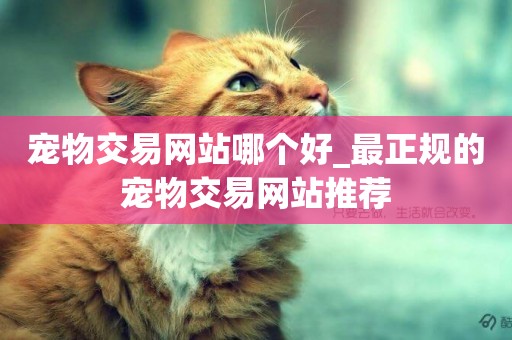 寵物交易網站哪個好_最正規的寵物交易網站推薦