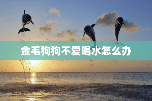 金毛狗狗不愛喝水怎么辦