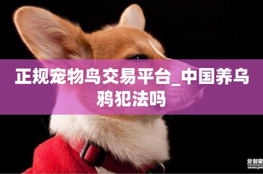 正規寵物鳥交易平臺_中國養烏鴉犯法嗎