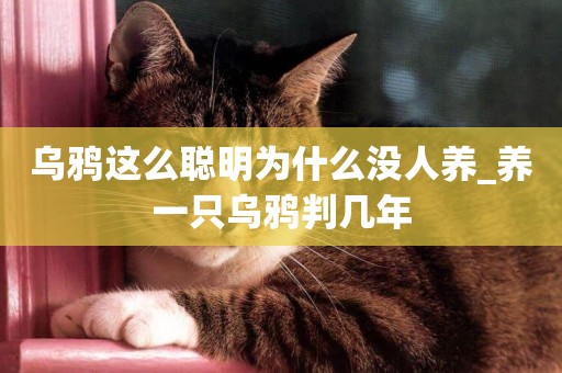 烏鴉這么聰明為什么沒人養_養一只烏鴉判幾年