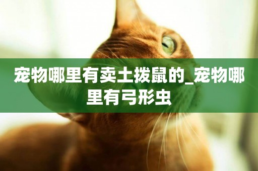 寵物哪里有賣土撥鼠的_寵物哪里有弓形蟲