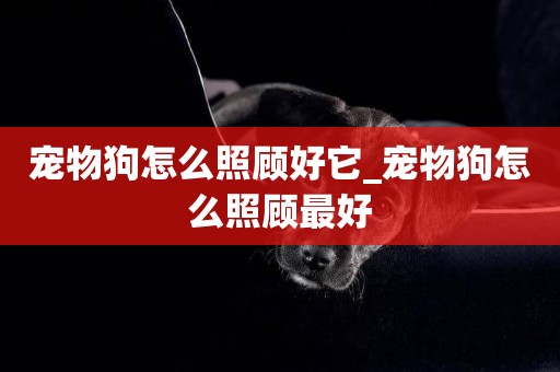 寵物狗怎么照顧好它_寵物狗怎么照顧最好