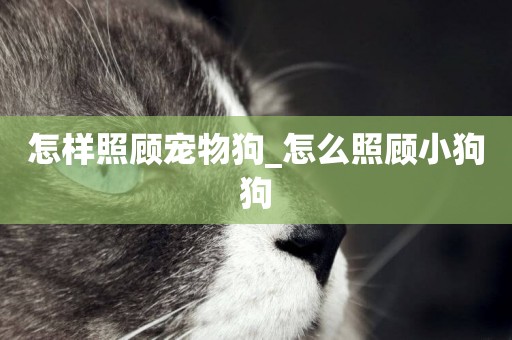 怎樣照顧寵物狗_怎么照顧小狗狗