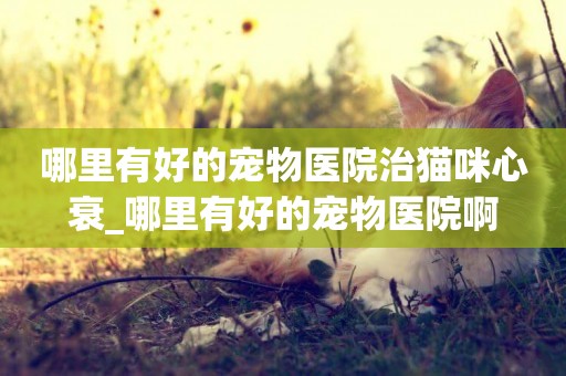 哪里有好的寵物醫院治貓咪心衰_哪里有好的寵物醫院啊