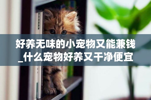 好養無味的小寵物又能兼錢_什么寵物好養又干凈便宜又小