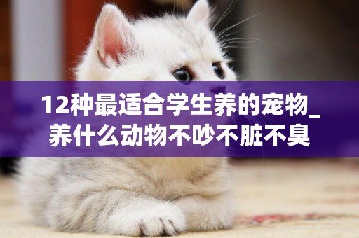 12種最適合學生養的寵物_養什么動物不吵不臟不臭