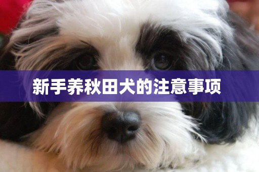 新手養秋田犬的注意事項 