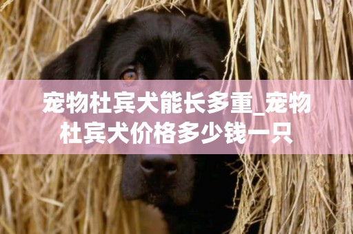 寵物杜賓犬能長多重_寵物杜賓犬價格多少錢一只