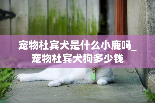 寵物杜賓犬是什么小鹿嗎_寵物杜賓犬狗多少錢