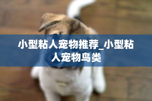 小型粘人寵物推薦_小型粘人寵物鳥類