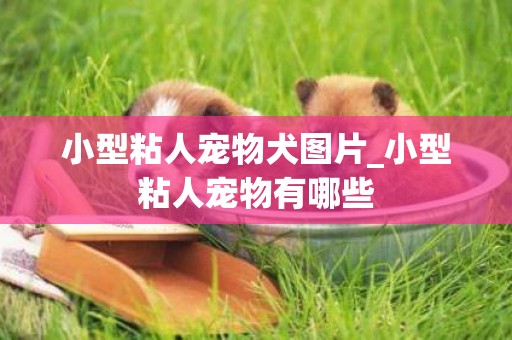 小型粘人寵物犬圖片_小型粘人寵物有哪些