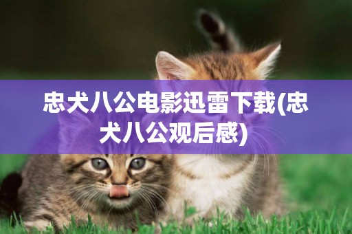 忠犬八公電影迅雷下載(忠犬八公觀后感) 