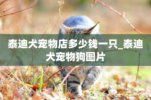 泰迪犬寵物店多少錢一只_泰迪犬寵物狗圖片