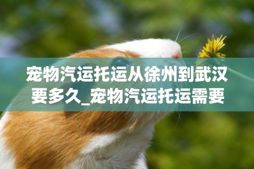 寵物汽運托運從徐州到武漢要多久_寵物汽運托運需要檢疫費嗎