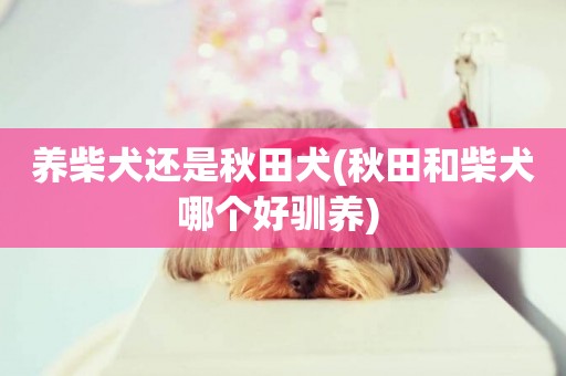 養柴犬還是秋田犬(秋田和柴犬哪個好馴養) 