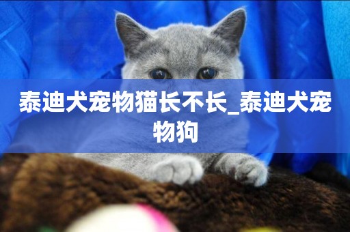 泰迪犬寵物貓長不長_泰迪犬寵物狗