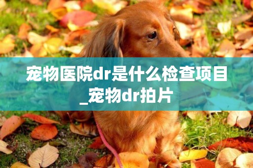 寵物醫院dr是什么檢查項目_寵物dr拍片
